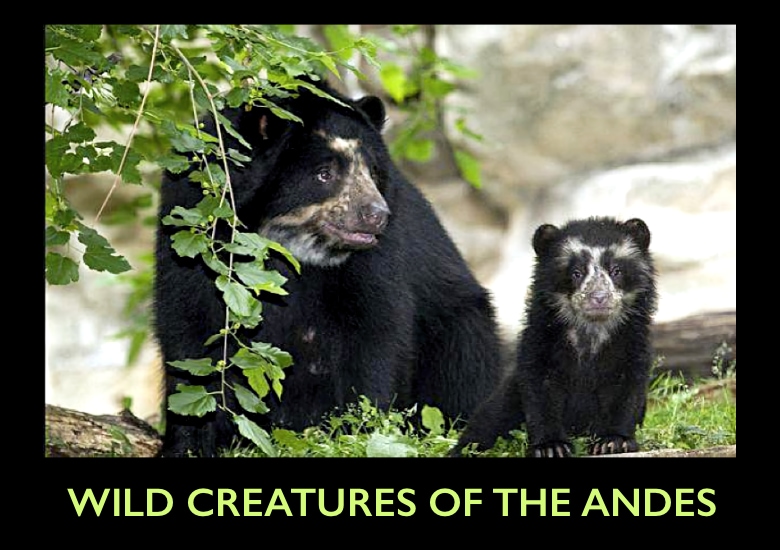 3-Wild Creatures slideshow